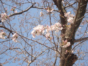 桜２